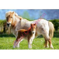 ponies-120pcs_gf_gf